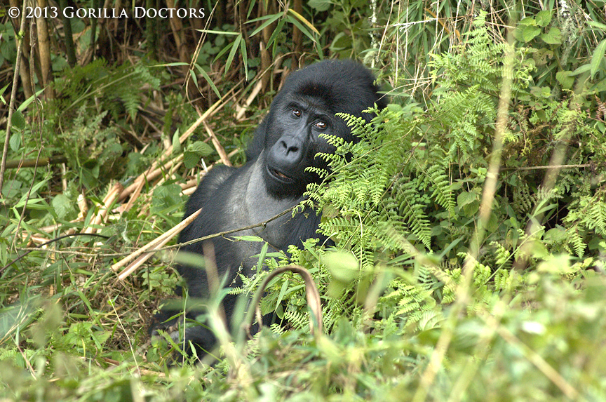 Monitoring the Mt. Tshiabirimu Gorillas in DRC